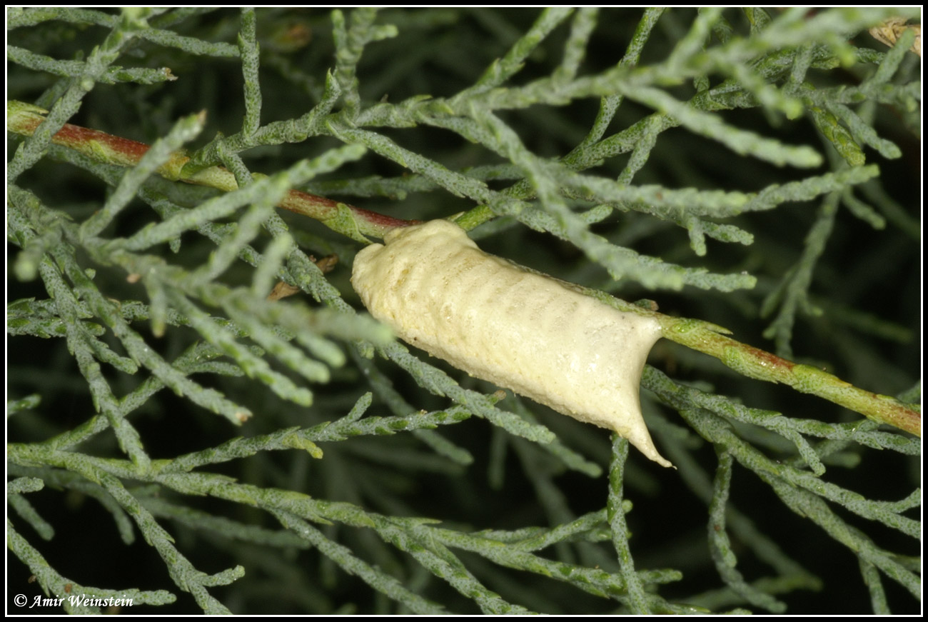 Mantodea d''Israele: Miomantis telavivensis